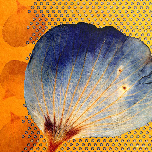 Blue flower petal with orange petals in background